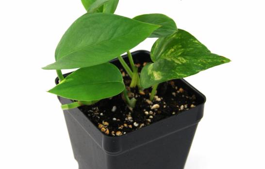 Al que a buena planta se arrima...