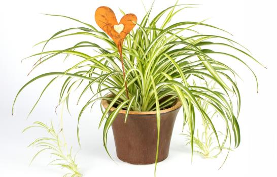 Al que a buena planta se arrima...