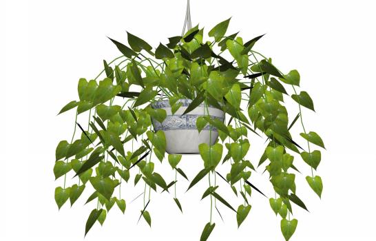 Al que a buena planta se arrima...