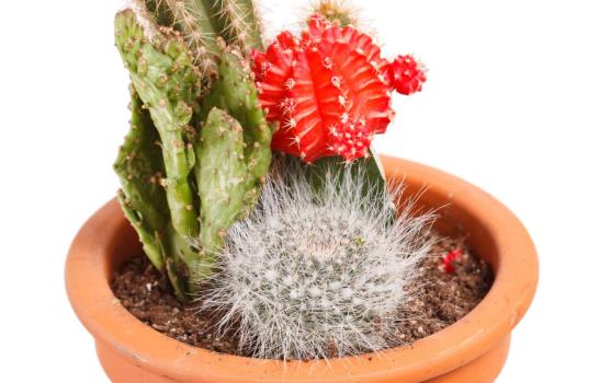 Al que a buena planta se arrima...