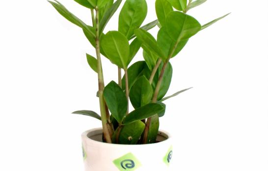 Al que a buena planta se arrima...