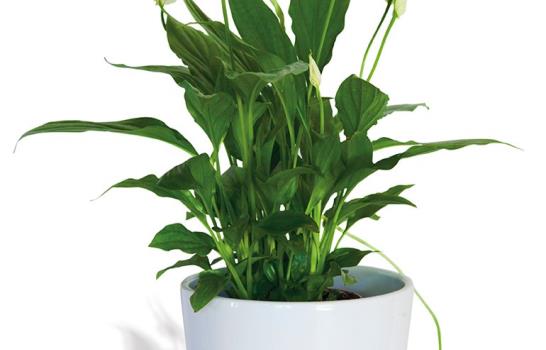 Al que a buena planta se arrima...