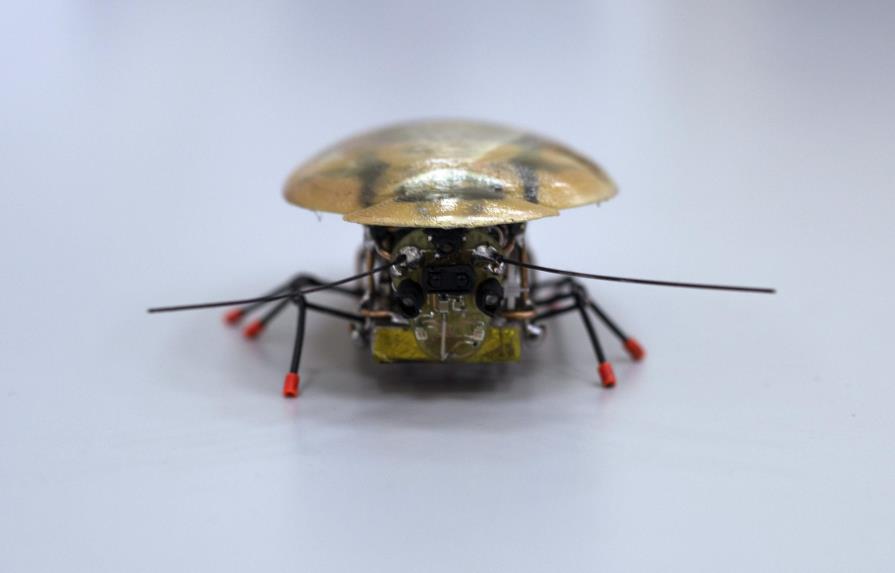 Una cucaracha robot, el último grito en biotecnología 