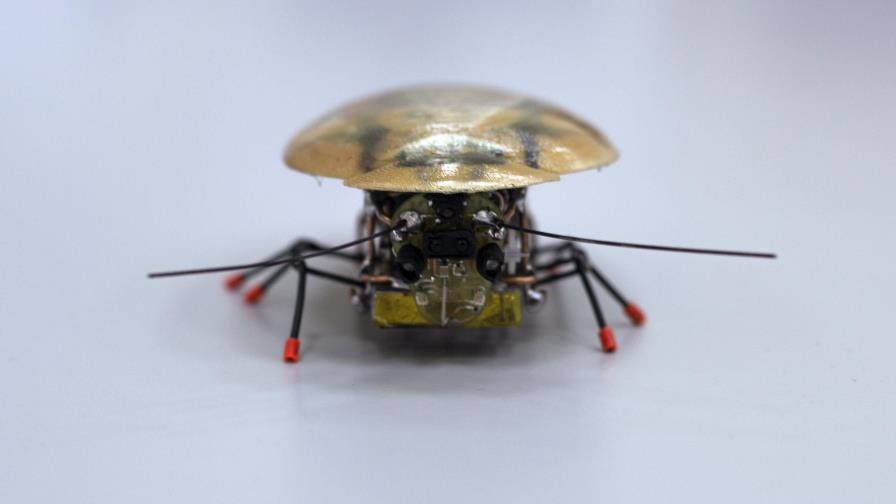 Una cucaracha robot, el último grito en biotecnología 