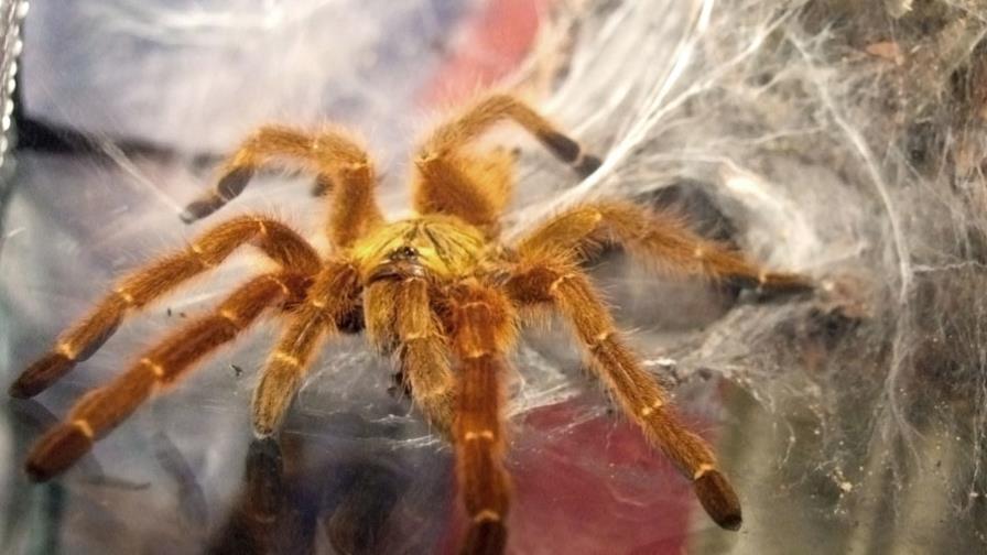 Tarántula impide despegue de avión