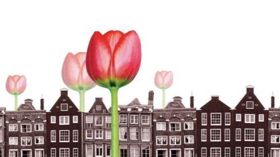 Locura del tulipán