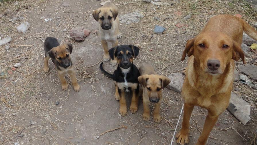 Ministerio de Salud vacunará perros y gatos contra la rabia humana