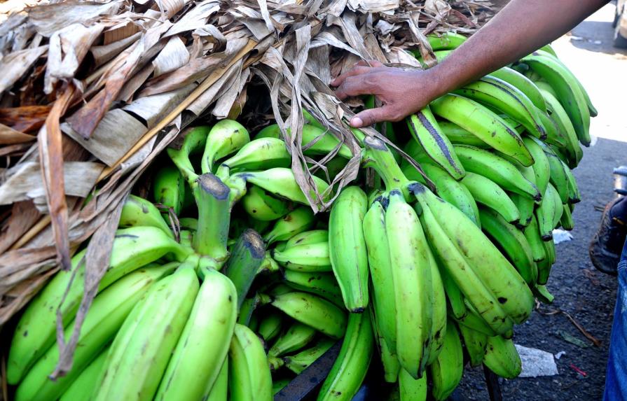 Vaticinan que el precio del plátano trepará a RD$30 la unidad, por la sequía