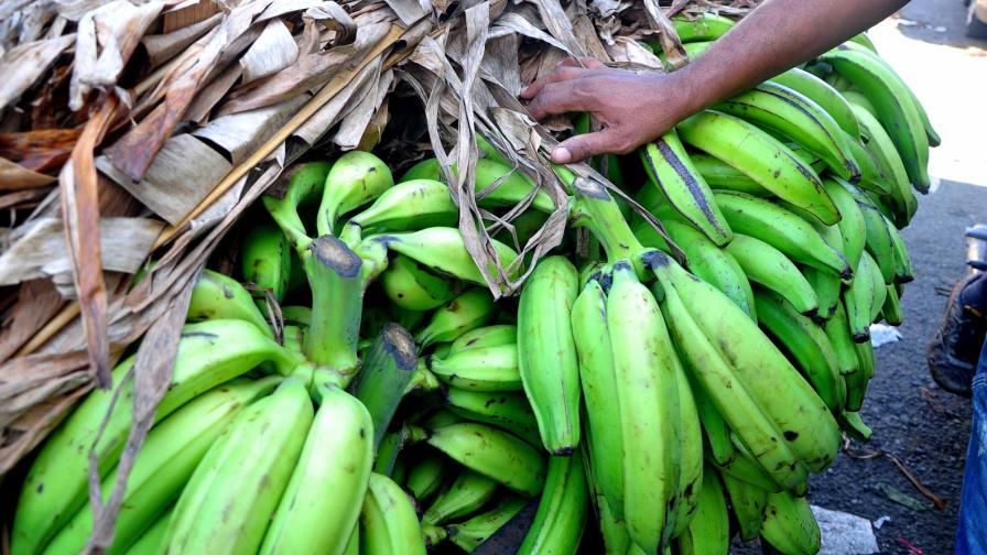 Vaticinan que el precio del plátano trepará a RD$30 la unidad, por la sequía