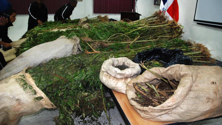 DICAN ocupa 176 libras de marihuana