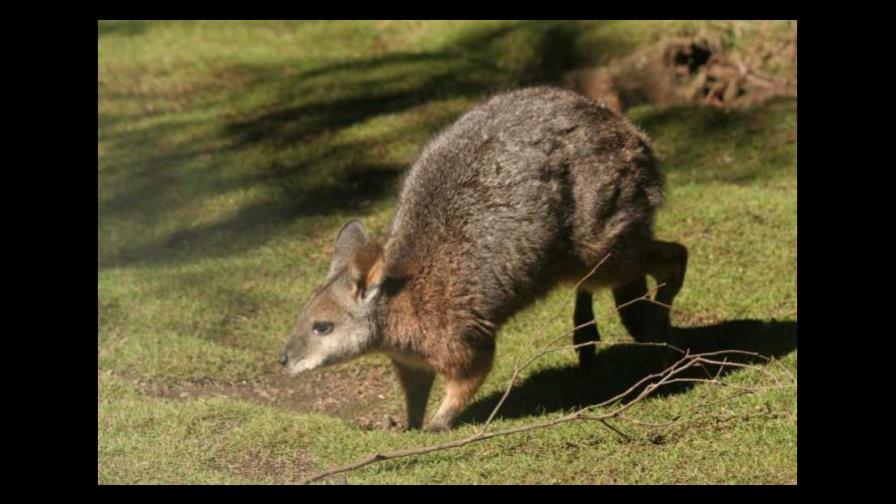 La luz artificial puede afectar a la supervivencia de marsupial australiano La luz artificial puede afectar a la supervivencia de marsupial australiano