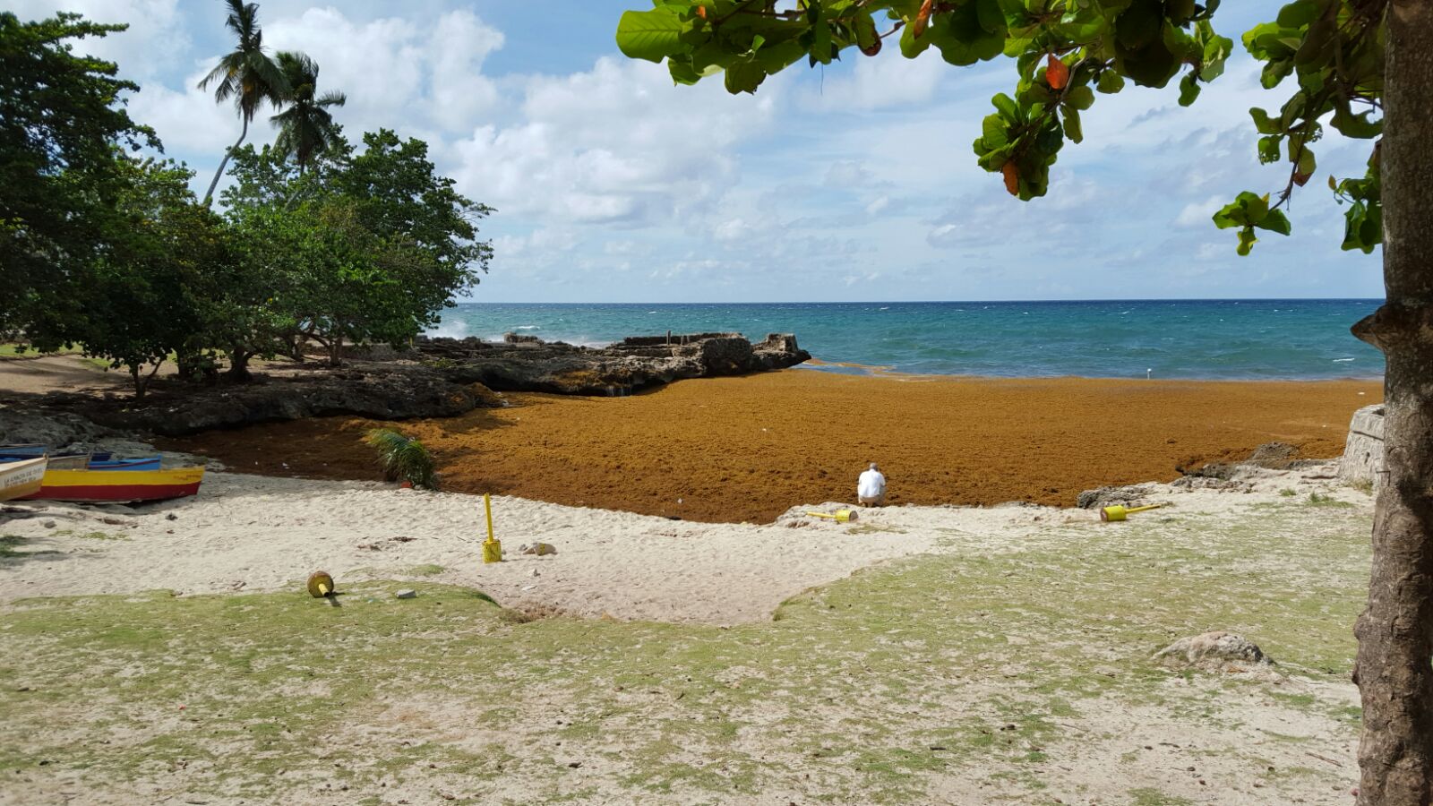 Las algas son arrastradas por los vientos del sur.