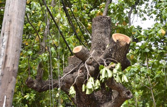 Rechazan corte árboles calle Pasteur de Gascue