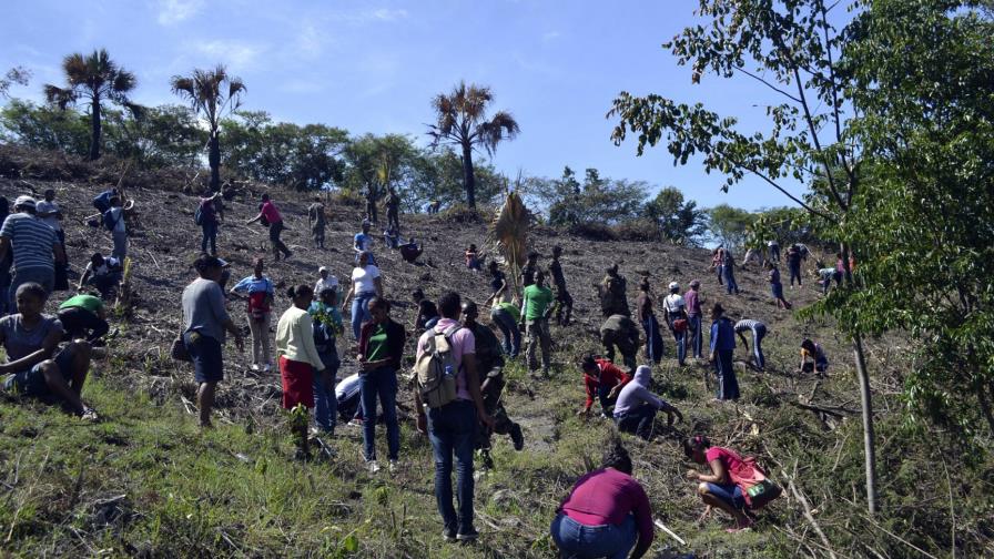 Plantan 1.2 millones árboles en 4 días