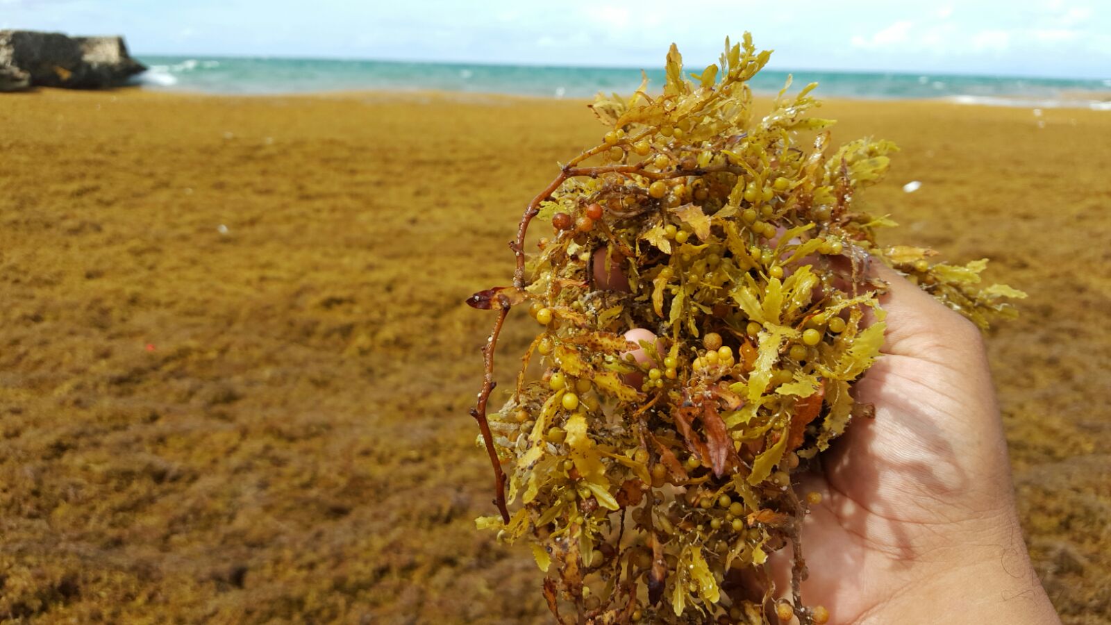 Los sargazos son macroalgas que refugian a 123 especies de crustáceos y peces. 