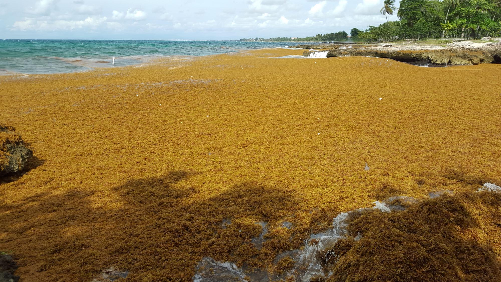 Las algas también han invadido La Caleta, Santo Domingo. 