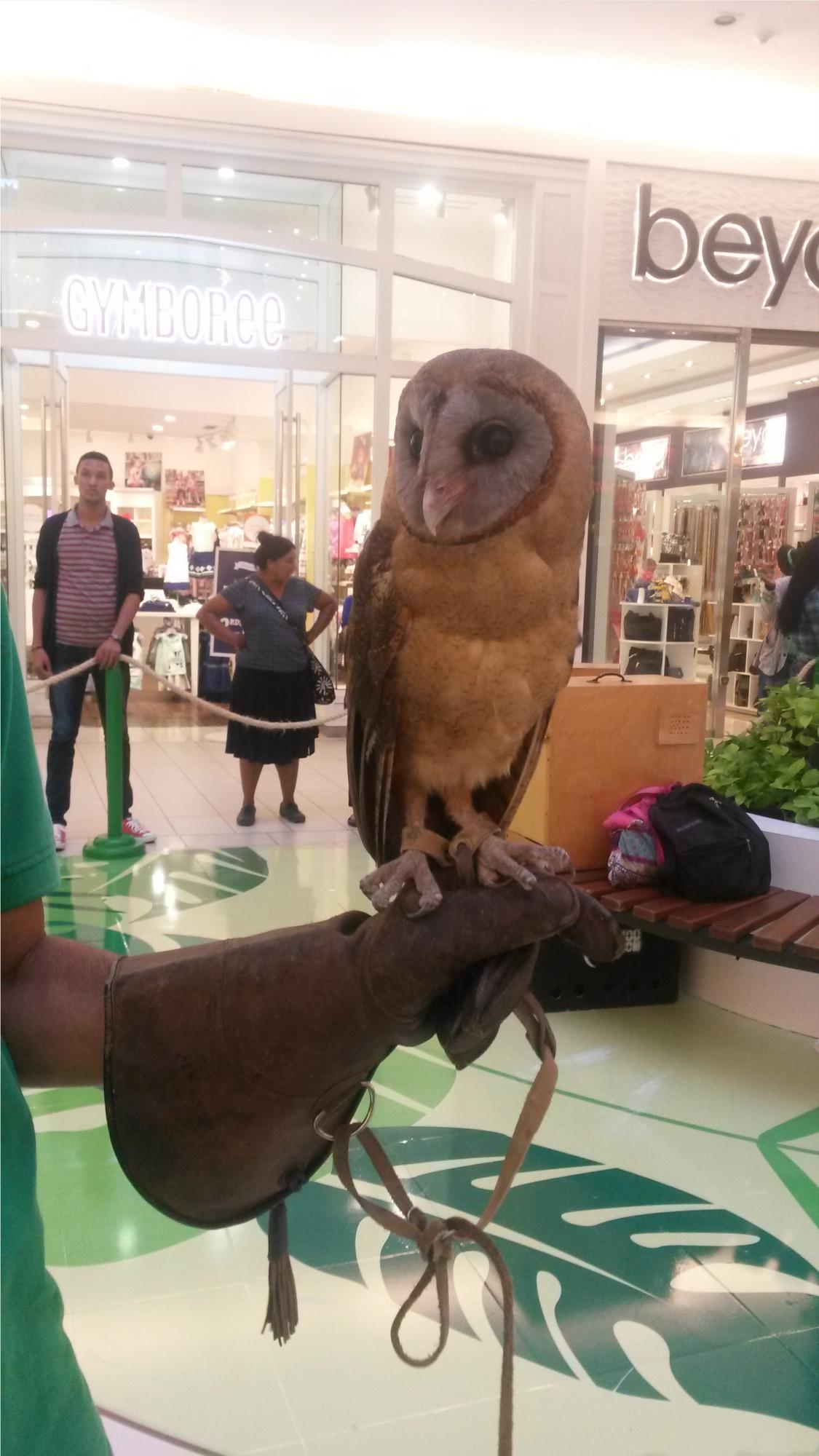 La lechuza cara ceniza