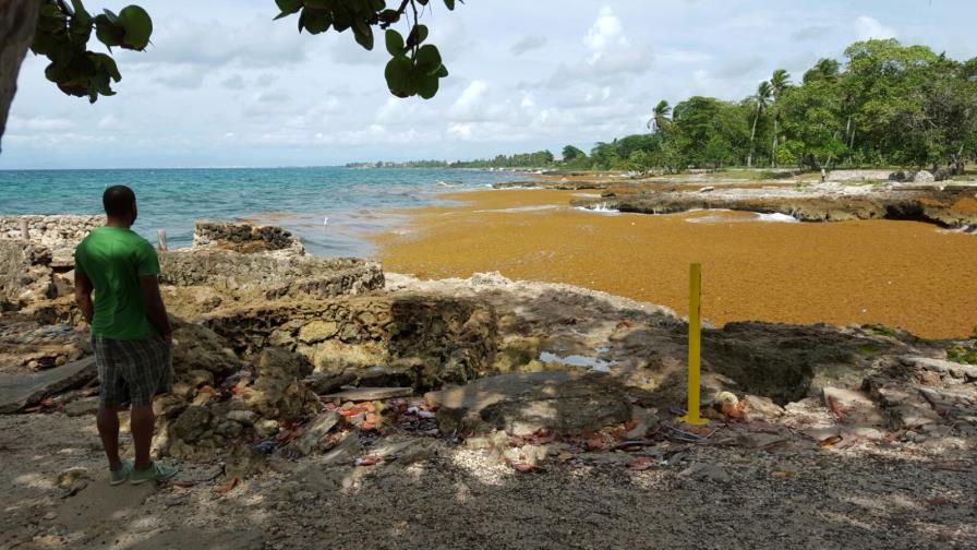 Sargazo provoca incremento en presencia de peces