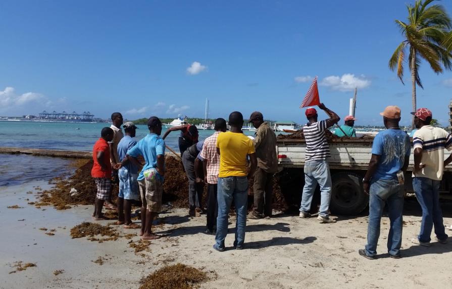 Autoridades limpian de algas la playa de Boca Chica