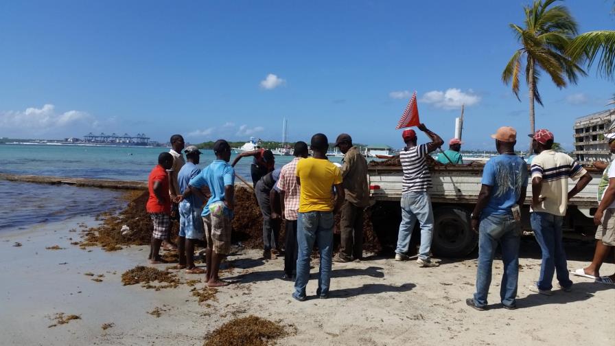 Autoridades limpian de algas la playa de Boca Chica