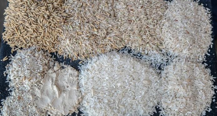 Dan acceso al patrimonio genético de más de 3,000 variedades de arroz
