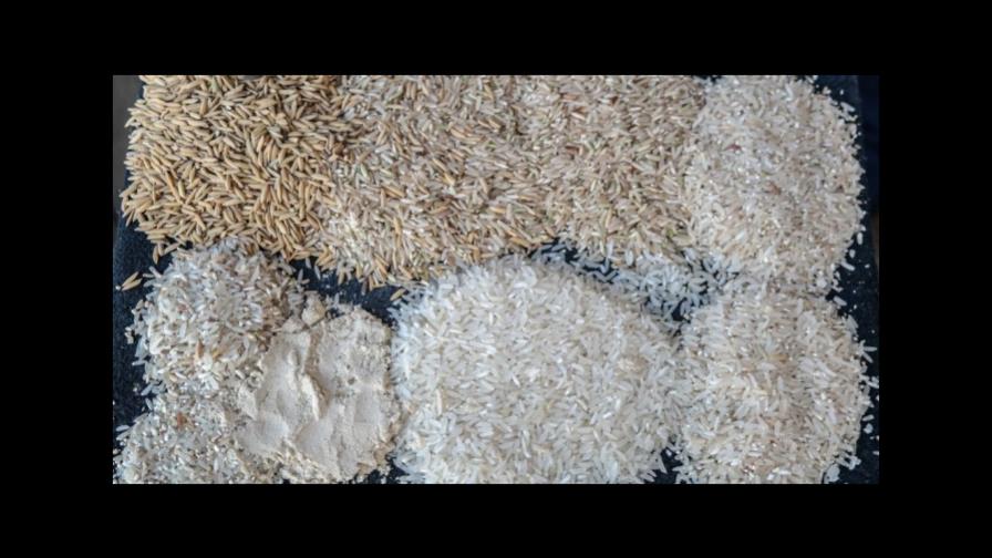 Dan acceso al patrimonio genético de más de 3,000 variedades de arroz