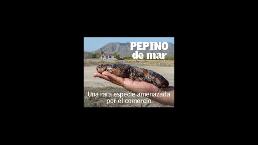 Pepino de mar, una rara especie amenazada por el comercio