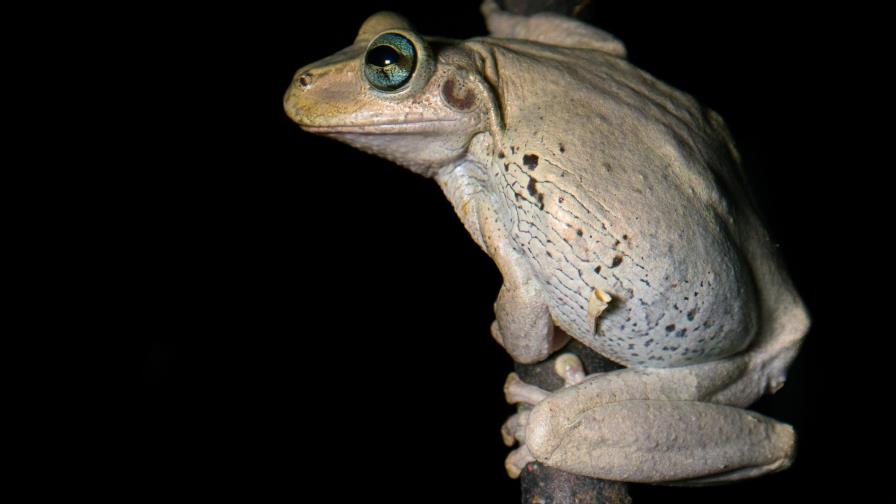 Anfibios, sensores naturales del medio ambiente