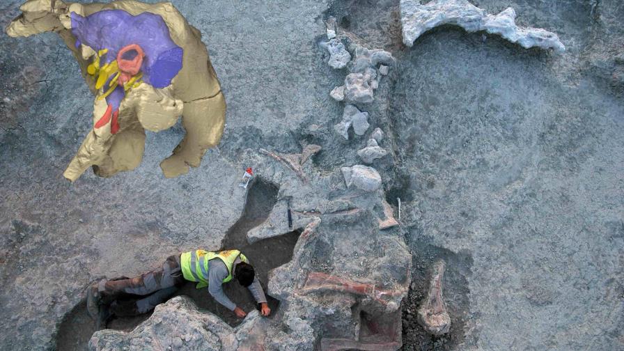 Reconstruyen la forma del neurocráneo de un titanosaurio español