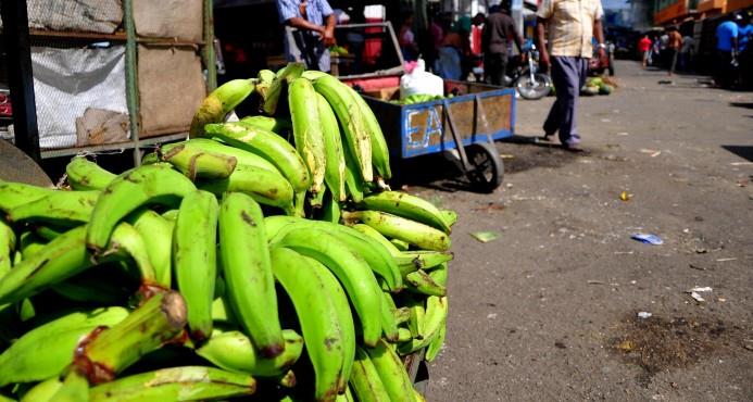 Gobierno autoriza importar plátanos para evitar que se vendan a RD$25 y RD$30 la unidad