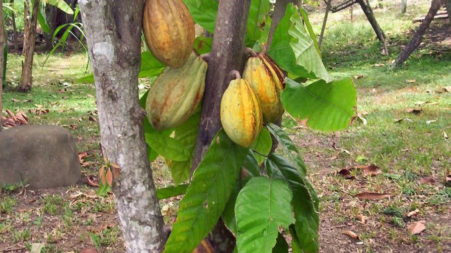 Aves y cacao pueden convivir en fincas