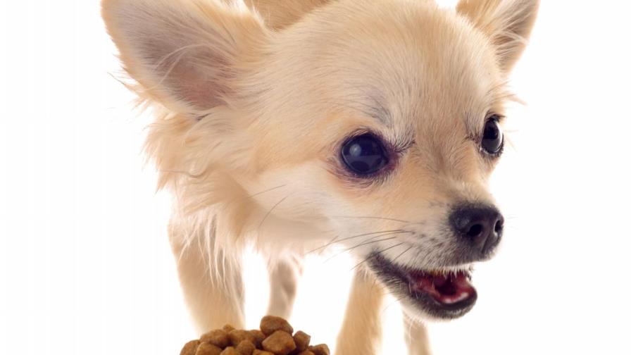 Alimentos y medicina para una chihuahua