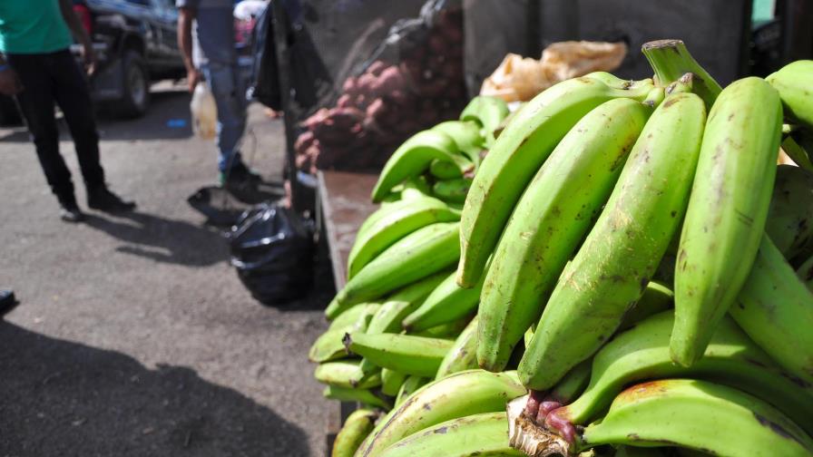 Dirigente del PRM en Santiago critica importaciones de plátanos