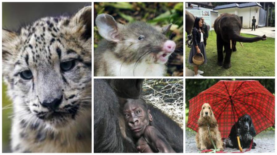 ¿Es el humano la única especie suicida?