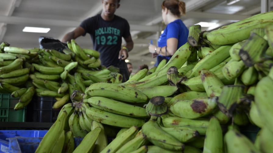 El plátano, de símbolo del “poder dominicano” a “lujo” de muy pocos El plátano, de símbolo del “poder dominicano” a “lujo” de muy pocos