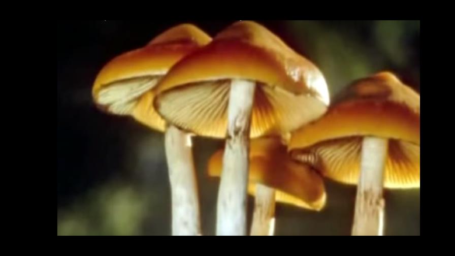 ¿Un hongo que induce el orgasmo femenino?