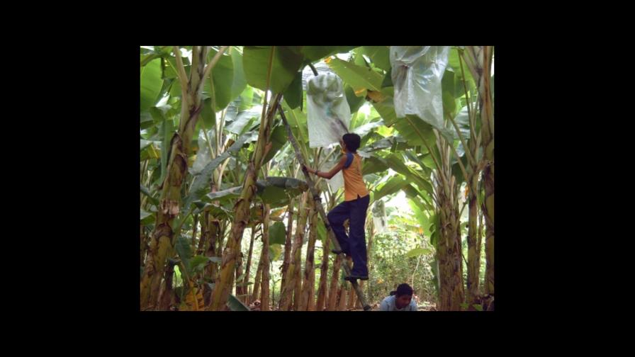En fincas, el plátano se vende a RD$6.70 En fincas, el plátano se vende a RD$6.70