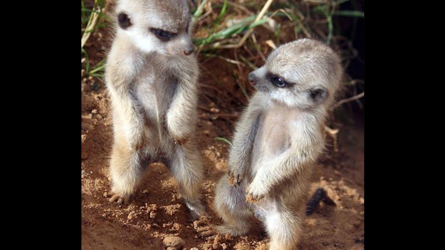 La personalidad de los animales puede ser un factor clave en la supervivencia