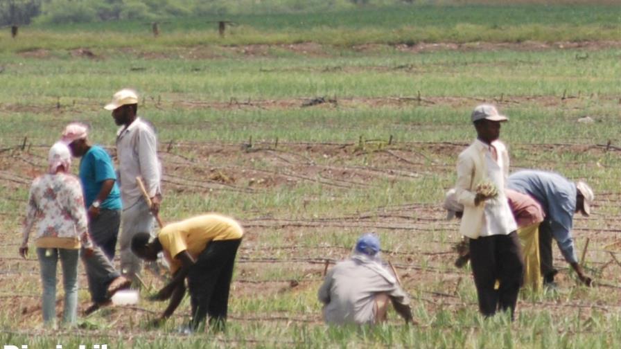 Agricultura dispone de US$35 millones para San Juan de la Maguana
