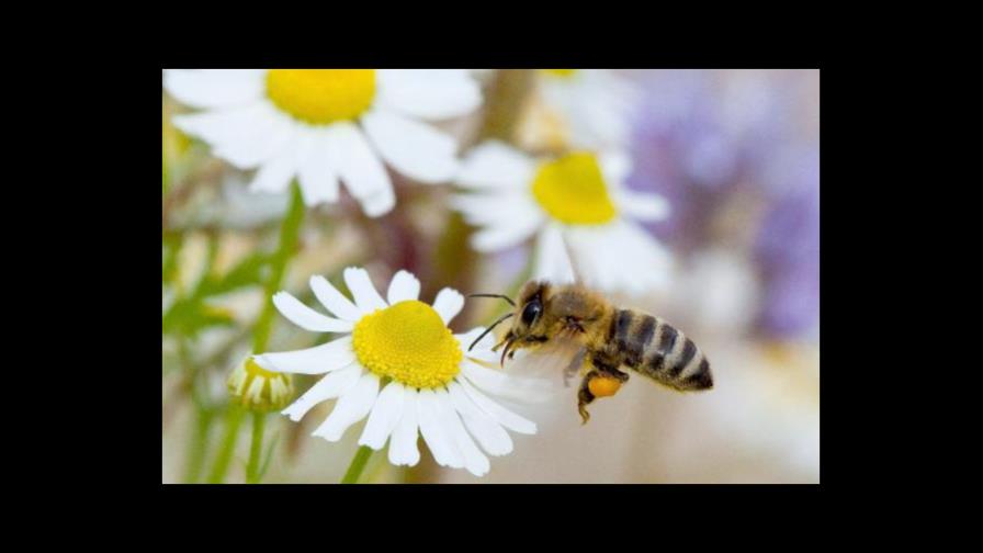 La cafeína es igual de adictiva para las abejas que para los humanos La cafeína es igual de adictiva para las abejas que para los humanos