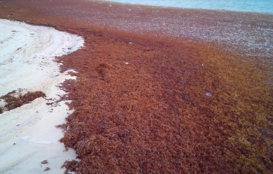Autoridades refuerzan retiro de algas de las playas 