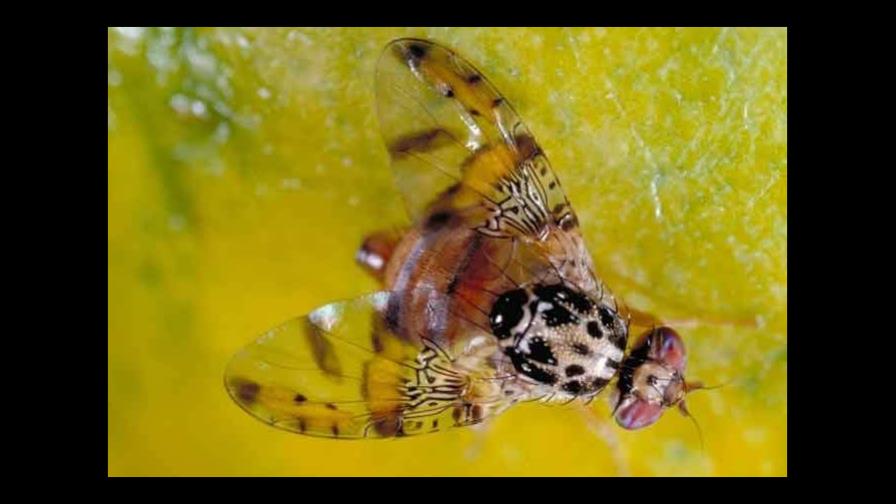 Agricultura prohíbe importaciones de frutos y vegetales de Florida y California