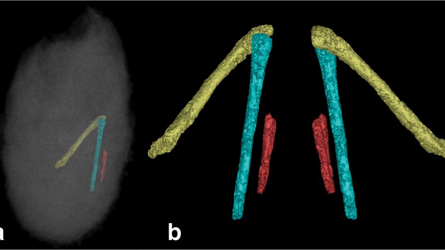 Hallan en Mongolia primer nido con crías del dinosaurio con “pico de pato”