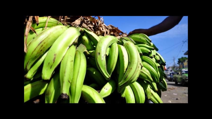 Denuncian una ola de robo de plátanos Denuncian una ola de robo de plátanos