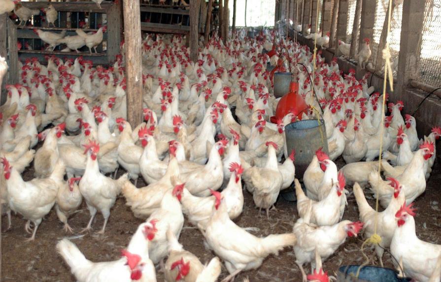 Agricultura y productores garantizan pollos para diciembre