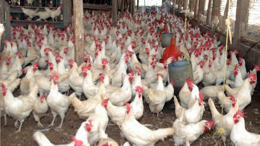 Agricultura y productores garantizan pollos para diciembre