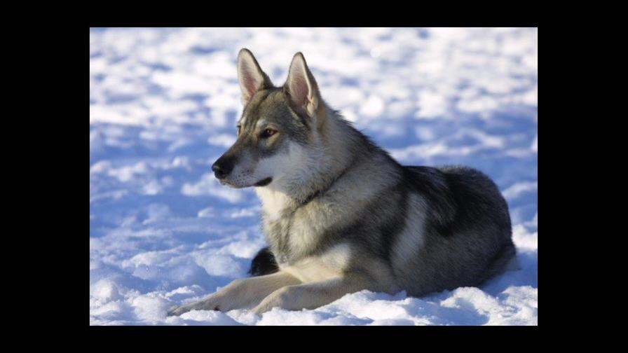 El primer perro fue domesticado en Asia Central hace 15.000 años