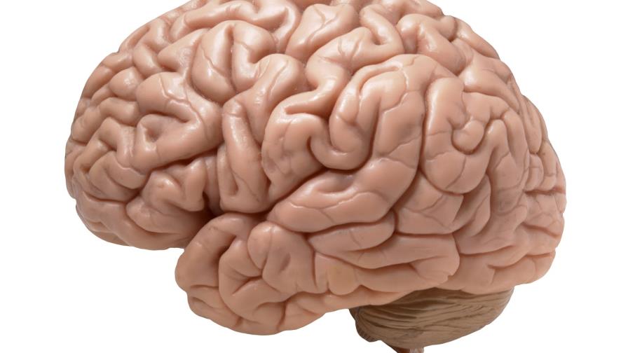 Esperan corregir patologías mentales tras “mapear” la actividad cerebral 