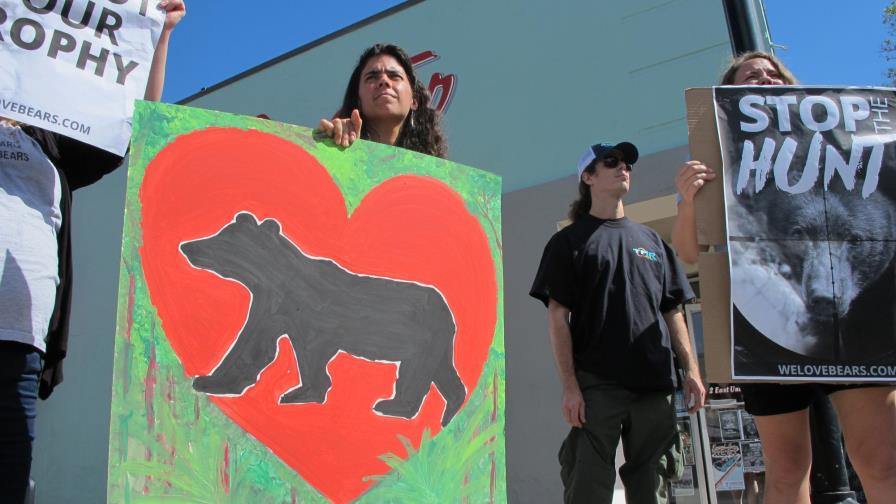 Más de 200 osos fueron asesinados en primer día de temporada de caza en EEUU