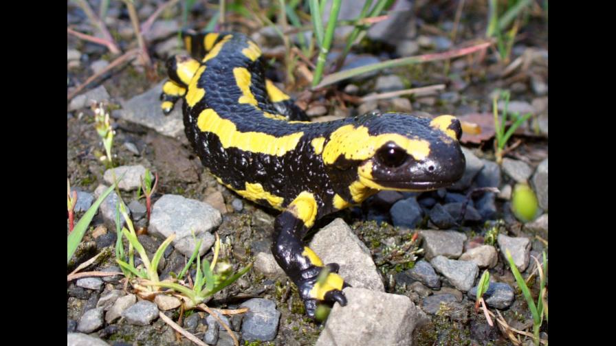 La evolución acabó con la capacidad regeneradora en vertebrados de cuatro patas